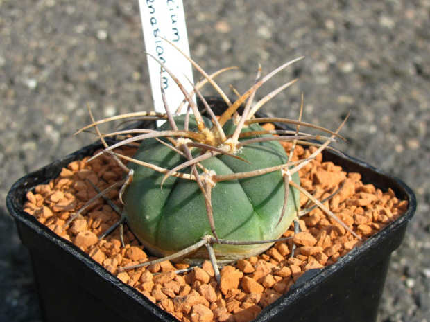 Gymnocalycium cardenasianum