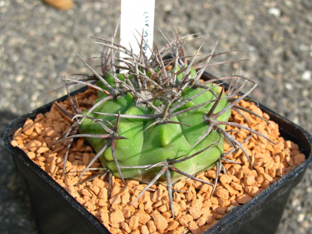 Gymnocalycium curvispinum