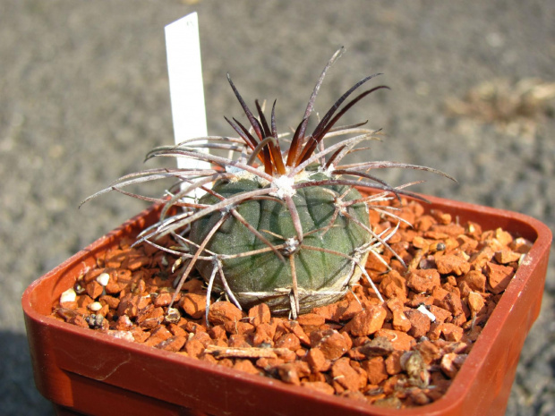 Gymnocalycium spegazzinii