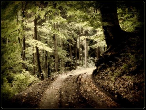 Las na Przełęczy Woliborskiej #DolnyŚląsk #drzewa #góry #GórySowie #las #PrzełęczWoliborska #przyroda #Sudety