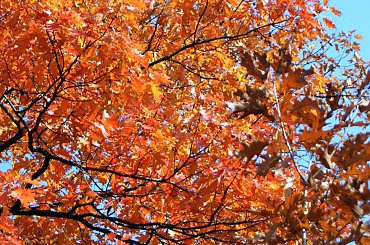 kolory jesieni #autumn #jesień #las #oak #przyroda #wood