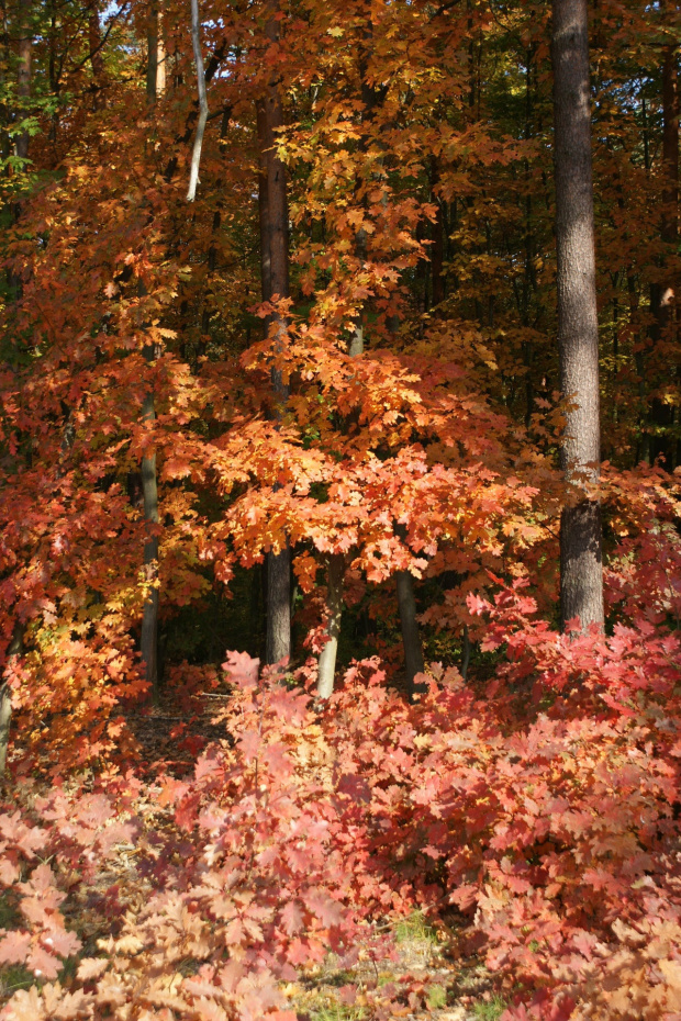 kolory jesieni #autumn #jesień #las #oak #przyroda #wood