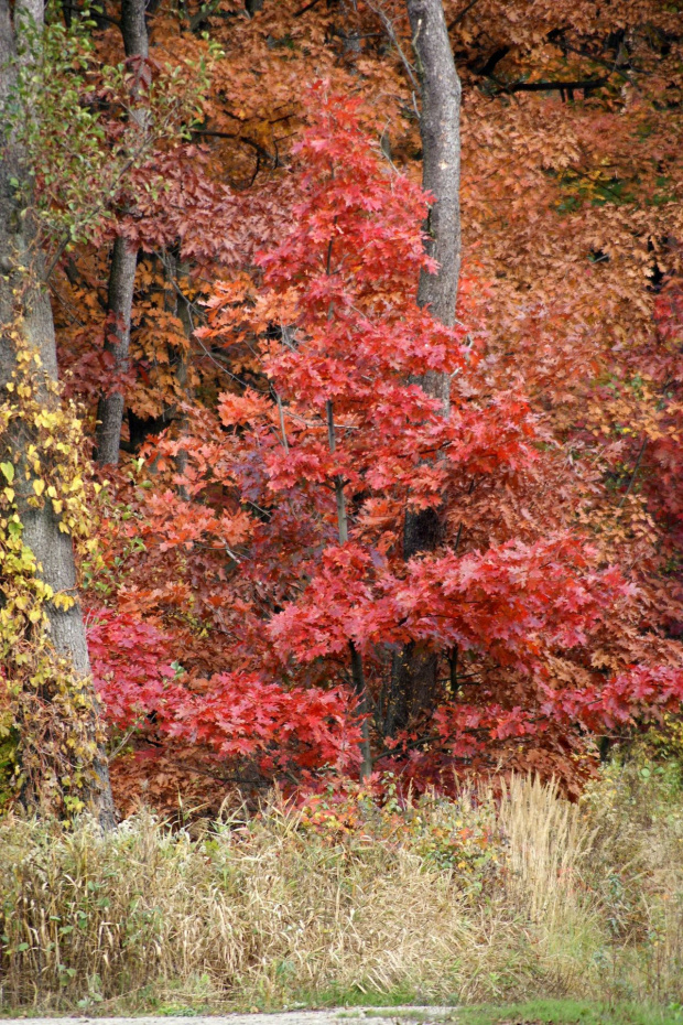 kolory jesieni #autumn #jesień #las #oak #przyroda #wood