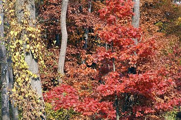 kolory jesieni #autumn #jesień #las #oak #przyroda #wood