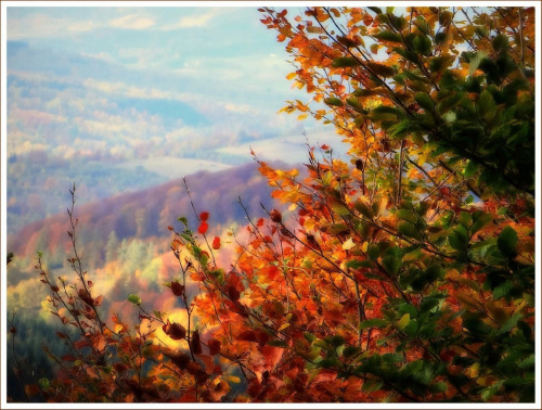 Jesień #DolnyŚląsk #góry #GórySowie #jesień #las #PrzełęczSokola #PrzełęczWalimska #SrebrnaDroga #Sudety #SzlakFioletowy #WielkaSowa