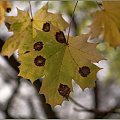 kolory jesieni w parku Podgórskim