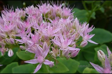 #MassinoVisconti #SanSalvador #Sanktuarium #Włochy