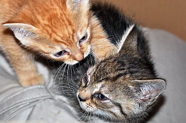 #Kociaki #koty #kotki