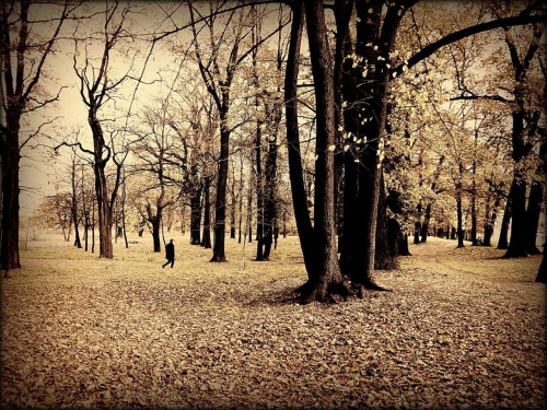 Park Saperów w Świdnicy #DolnyŚląsk #jesień #park #ParkSaperówWŚwidnicy #Świdnica