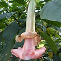 Brugmansia Pink Pearl