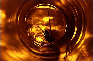 II - Gwiezdne wrota #GwiezdneWrota #DomoweInspiracje #pająk