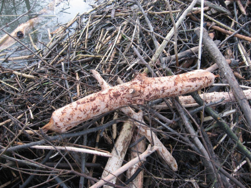 Tama na rzece Dobruchna, klocek olchowy obrobiony przez bobry, 27 gru 2013 #Dobruchna #bobry #TamaBobrów
