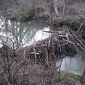 Tama na rzece Dobruchna, 27 gru 2013 #Dobruchna #bobry #TamaBobrów