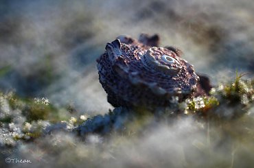 Droga Mleczna ... #muszla #makro #śnieg #bokeh