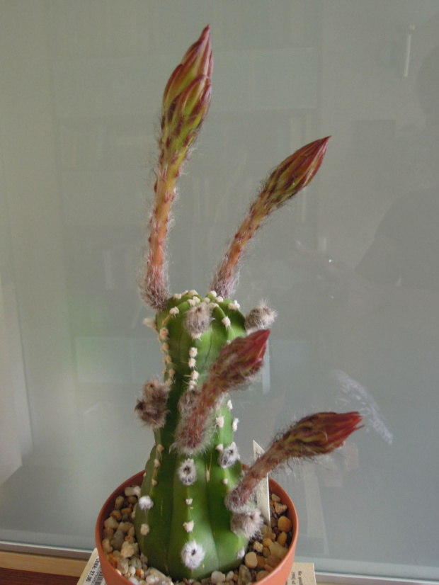 Echinopsis #kaktusy