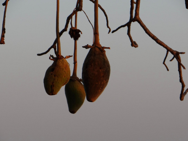 Senegal. Tzw. Małpi chleb czyli owoce Baobabu #Senegal