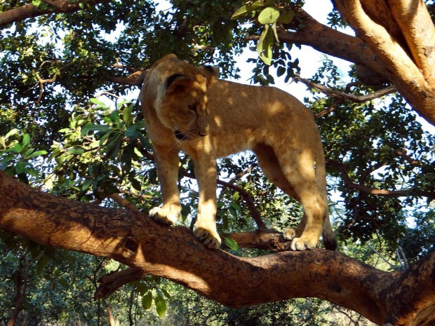 Senegal