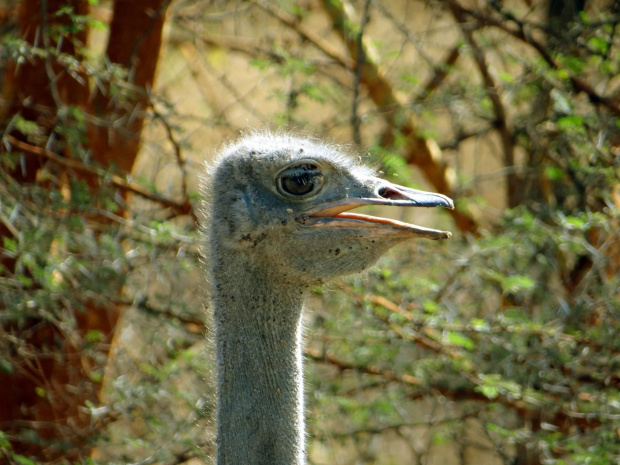 Senegal