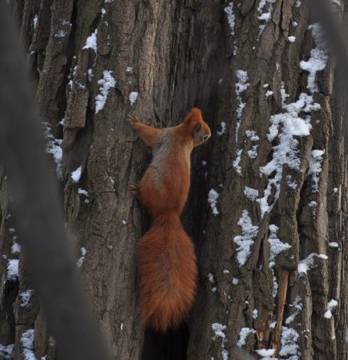 Baśka ;) #zima #las #wiewiórka #drzewa