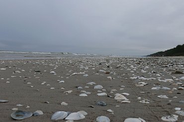 Zatoka Gdańska z okolic Stegny #Bałtyk #Stegna #ZatokaGdańska