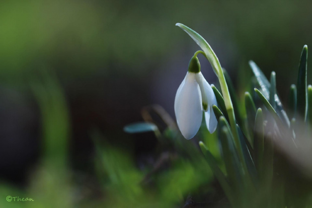 Przebiśnieg ... #przebiśniegi #białe #kwiaty #wiosna
