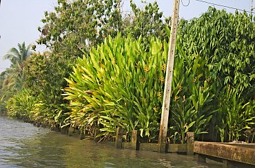 Damnoen Saduak - rejs po kanałach #azja #podróże #tajlandia #tropik #DamnoenSaduak