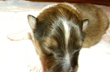 szczenięta urodzone 24.02.2014 #DomiPearl #OwczarekSzetlandzki #OwczarkiSzetlandzkie #sheltie