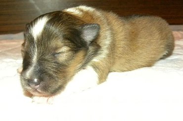 szczenięta urodzone 24.02.2014 #DomiPearl #OwczarekSzetlandzki #OwczarkiSzetlandzkie #sheltie