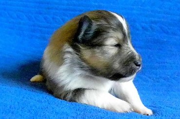 #OwczarekSzetlandzki #OwczarkiSzetlandzkie #sheltie #szetlandy