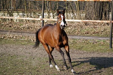 Pałac, Moszna, konie, inne, #inne #konie #Moszna