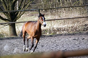 Pałac, Moszna, konie, inne, #inne #konie #Moszna