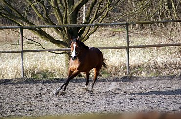 Pałac, Moszna, konie, inne, #inne #konie #Moszna