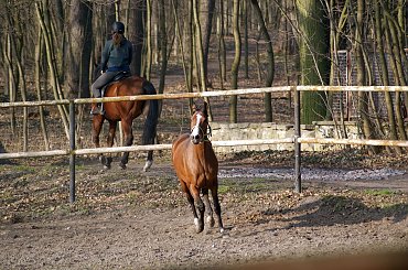 Pałac, Moszna, konie, inne, #inne #konie #Moszna