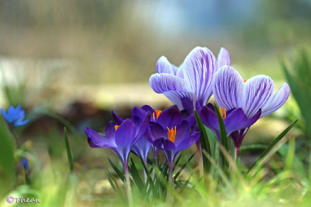 Krokusiki na fioletowo ... #krokusy #kwiaty #fiolet #wiosna
