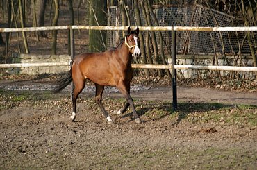 Pałac, Moszna, konie, inne, #inne #konie #Moszna