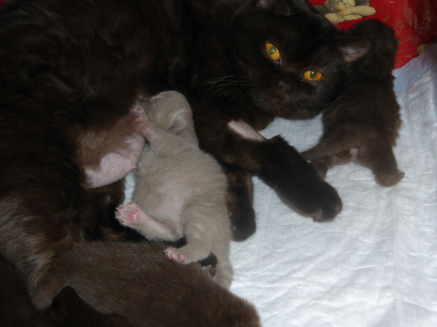 Strefa Mruku*PL kocięta miot "A", db 13.03.2014 #BritishShorthairChocolateLilac