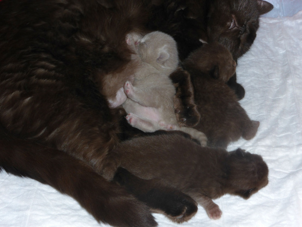 Strefa Mruku*PL kocięta miot "A", db 13.03.2014 #BritishShorthairChocolateLilac