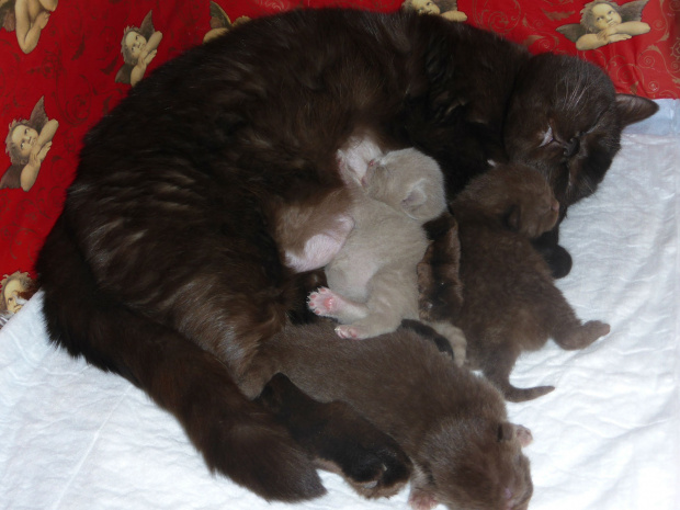 Strefa Mruku*PL kocięta miot "A", db 13.03.2014 #BritishShorthairChocolateLilac