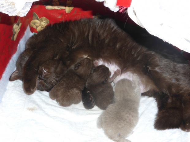 Strefa Mruku*PL kocięta miot "A", db 13.03.2014 #BritishShorthairChocolateLilac