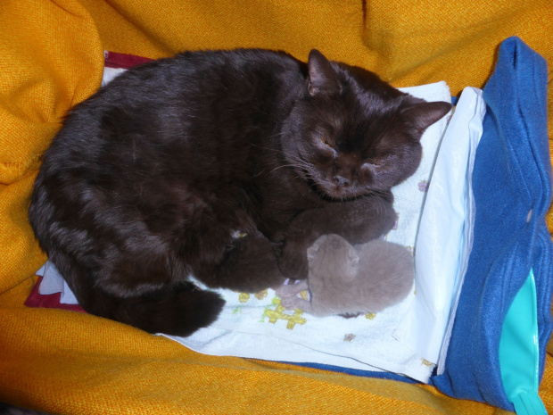 Strefa Mruku*PL kocięta miot "A", db 13.03.2014 #BritishShorthairChocolateLilac