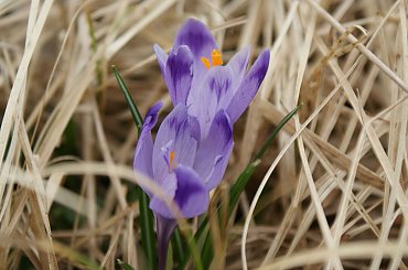 Krokusy wiosną 2014 #krokusy #wiosna