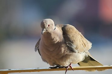 ... **** ulub. tabaz1; videll **** #cukrówki #gołębie #NaBalkonie #ptaki #wiosna #sierpówki