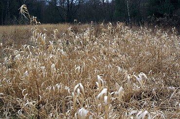 Krokusy wiosną 2014 #krokusy #wiosna