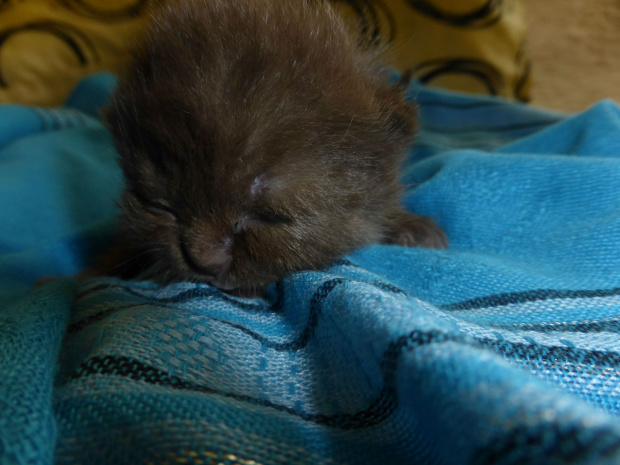 British Shorthair Cattery Strefa Mruku*PL