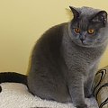 British Shorthair Cattery Strefa Mruku*PL