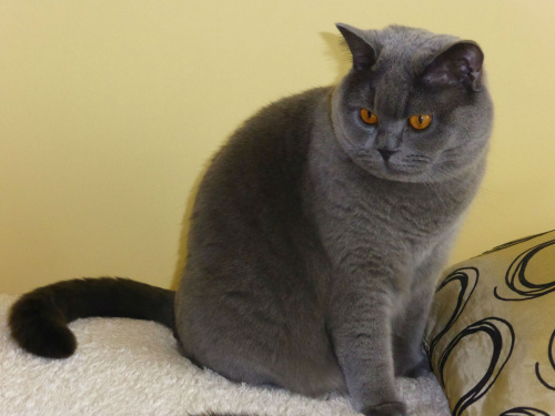 British Shorthair Cattery Strefa Mruku*PL