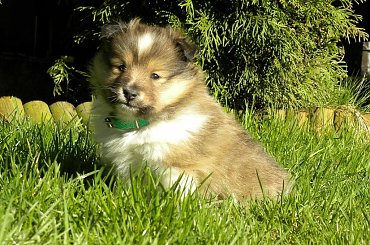Unique Beauty #OwczarekSzetlandzki #OwczarkiSzetlandzkie #sheltie