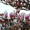 Wiosna na działce - magnolia