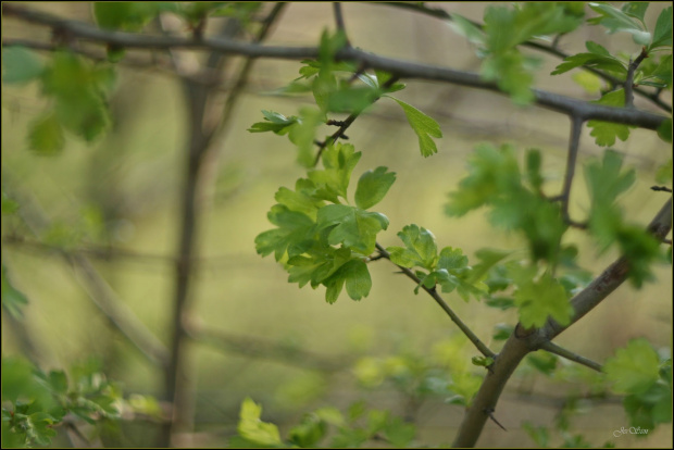 zielona..." GO "(test Porst Color Reflex MC Auto 1:1,4 55 mm)