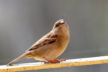 w karmniku pusto, a one wciąż przylatują ... :) #ptaki #wróble #NaBalkonie #wiosna